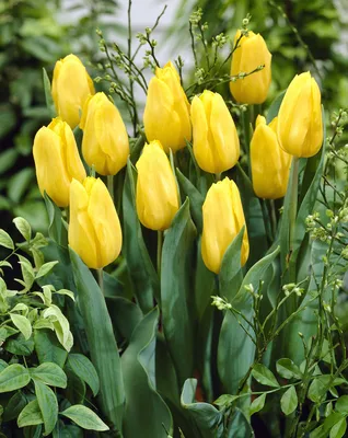 Tulipa Triumph 'Strong Gold' Tulip from ADR Bulbs