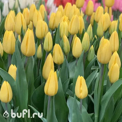 Tulipa 'Strong Gold'