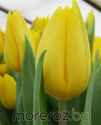 Tulip Strong Gold – De Vroomen Garden Products | Landscape