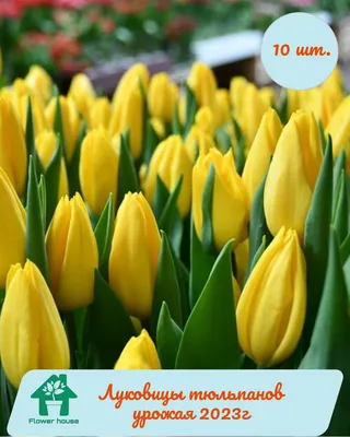 Tulipa (Triumph) 'Strong Gold' 5 pcs. - Bilscy.info