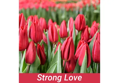 Купить Тюльпаны Strong Love в Крыму от 35 руб/шт