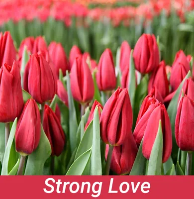 Тюльпаны, сорт Strong Love в Минске. Цена от 95 копеек.