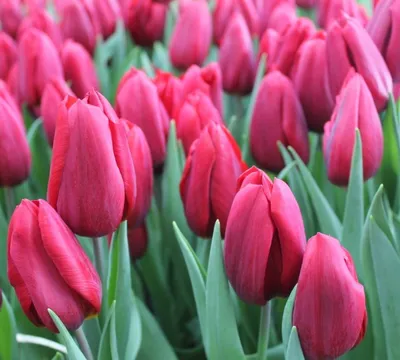 Купить тюльпаны Стронг Лав (Strong Love) оптом к 8 марта