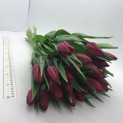 Тюльпан Стронг Лав Tulipa Strong Love оптом: купить в Москве от  производителя - питомника ЦветКом