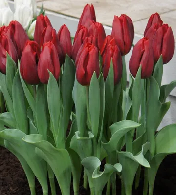 Тюльпан «Стронг Лав» (Tulip “STRONG love”) — Саженцы в Орле