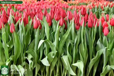 Луковицы Тюльпан LeFlower купить по выгодной цене в интернет-магазине OZON  (561769896)