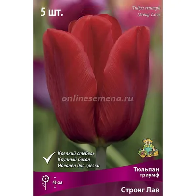 Купить букет из 25 красных тюльпанов сорта СТРОНГ ЛАВ 40см (РОССИЯ) с  атласной лентой., цены в Москве на Мегамаркет | Артикул: 600005893612