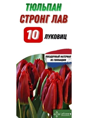 21 Тюльпан \"Стронг Лав\" (Красный Гладкий) и скидки в интернет магазине  цветов Роз Новоросс