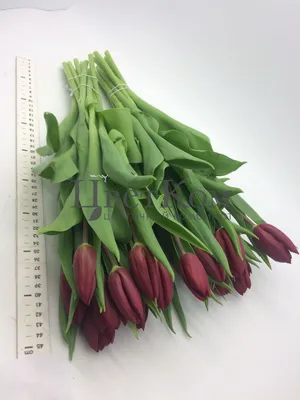 Купить букет из 51 красных тюльпанов сорта СТРОНГ ЛАВ 40см (РОССИЯ) с  атласной лентой., цены на Мегамаркет | Артикул: 600005893614