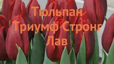 Тюльпан Стронг Лав – Купить в Севастополи – Доставка по РФ