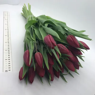 Тюльпан Стронг Лав Tulipa Strong Love оптом: купить в Москве от  производителя - питомника ЦветКом