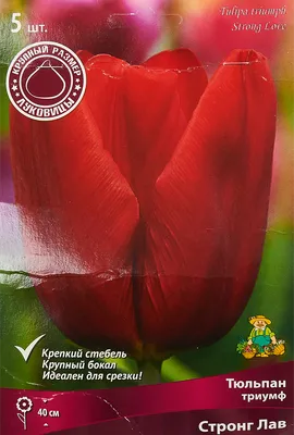 Тюльпан Стронг Лав Tulipa Strong Love оптом: купить в Москве от  производителя - питомника ЦветКом