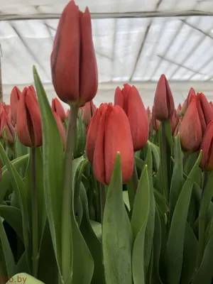 Тюльпан обыкновенный Стронг Лав (tulipa tyulpan) 🌿 обзор: как сажать,  луковицы тюльпаны Стронг Лав - YouTube