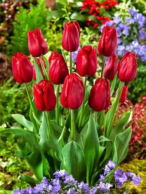 Тюльпан \"Стронг Лав\" (Красный Гладкий) заказать с доставкой в Новороссийске  в интернет магазине цветов Роз Новоросс