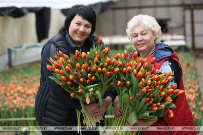 Купить букет из 25 красных тюльпанов сорта СТРОНГ ЛАВ 40см (РОССИЯ) с  атласной лентой., цены в Москве на Мегамаркет | Артикул: 600005893612