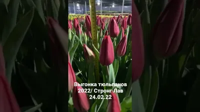 Тюльпан strong love купить в Алматы