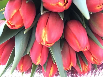 Купить Тюльпан Strong Love красный 42см оптом | Paeonia
