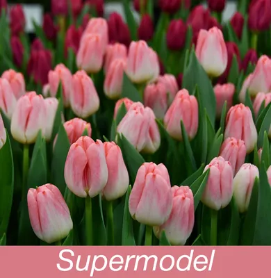 Тюльпан Supermodel (Супермодель), оптом, к 8 марта, розовый