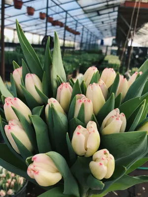 Тюльпан сорта Supermodel с доставкой в Москве 89 руб. AGRO48397