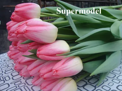 Тюльпаны сорт Супер модель (Super Model) покупка к 8 марта