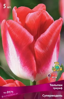 Тюльпан триумф Супермодель (Tulip Supermodel) - описание сорта, фото,  саженцы, посадка, особенности ухода. Дачная энциклопедия.