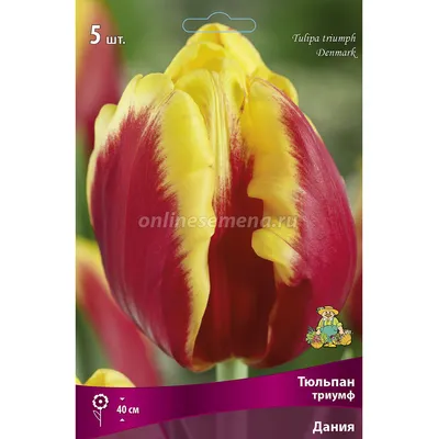 Tulip Supermodel авторское фото BUFL.RU | Тюльпаны, Весна
