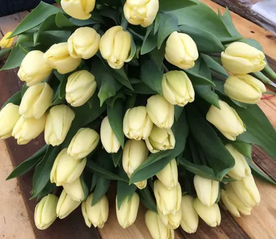 Тюльпан Sissi (Сиси), оптом, к 8 марта, розовый