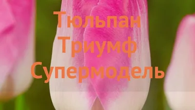 Тюльпан Триумф Супермодель, 5 шт. купить семена в Минске и почтой по  Беларуси