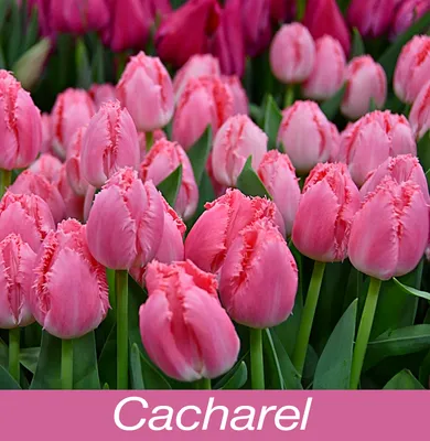 Тюльпан обыкновенный Супермодель (tulipa) 🌿 обзор: как сажать, луковицы тюльпаны  Супермодель - YouTube