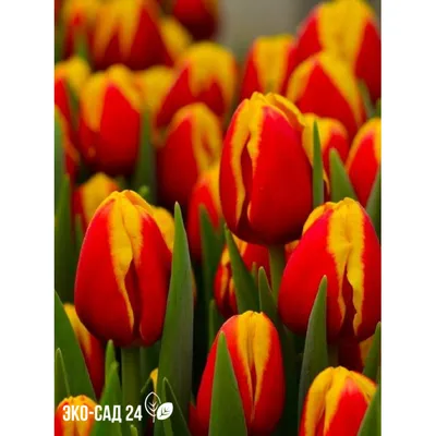 Тюльпан Сорт Holland Beauty