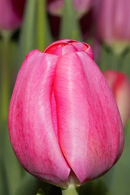Tulip Pink Twist авторское фото BUFL.RU | Цветок, Тюльпаны, Красивые цветы