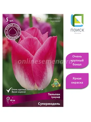 Фото Тюльпан Триумф \"Tresor\" (Трезор) #срезка #тюльпаны #работа #туль... |  TikTok