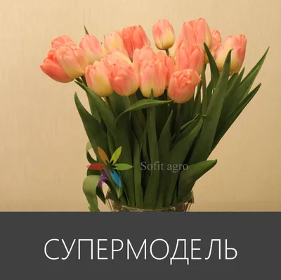 Тюльпан Circuit (Циркут), оптом, к 8 марта, красно-розовый