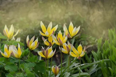 Тюльпан Дасистемон Тарда | Тоже ботанический, но поздний. На… | Flickr