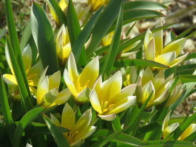Вертикордия — Тюльпан ботанический Тарда (Tulipa tarda)