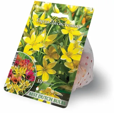 Тюльпан тарда растет в саду цветок тюльпана тарда миниатюрный тюльпан тарда  | Премиум Фото