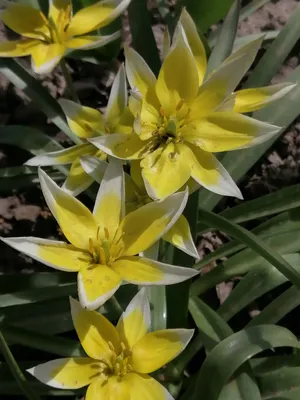 Тюльпан ботанический Дасистемон Тарда