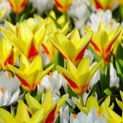 Тюльпан ботанический TARDA DASYSTEMON - «Необычный маленький тюльпан.  (фото)» | отзывы