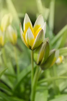 9 ботанических тюльпанов - подборка для сада | Дачные истории и прочие  художества | Дзен