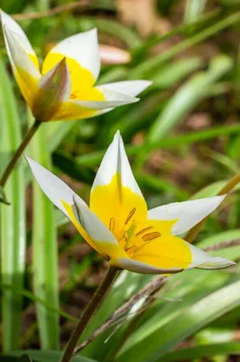 Вертикордия — Тюльпан ботанический Тарда (Tulipa tarda)