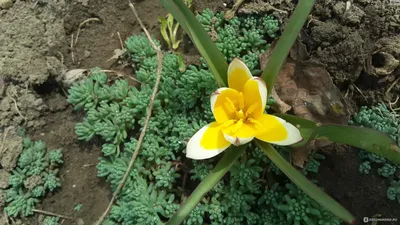 Тюльпан поздний (Tulipa tarda) — описание, выращивание, фото | на  LePlants.ru