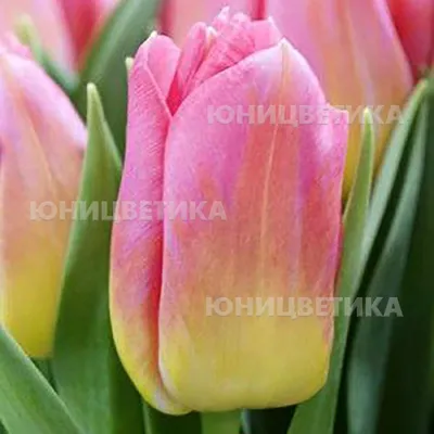 Тюльпан Том Пус - купить в Минске, доставка почтой по Беларуси, недорого в  интернет-магазине, цены