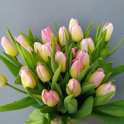 Тюльпан Том Пус | Интернет-магазин питомника Соцветие