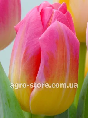 Сказочные тюльпаны Tom Pouce (Том Паус). Tulips Tom Pouce. - YouTube