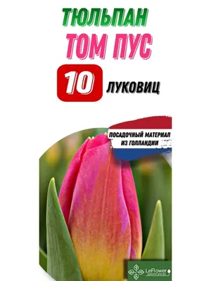 Купити тюльпан Тріумф Tom Pouce (Том Пус)
