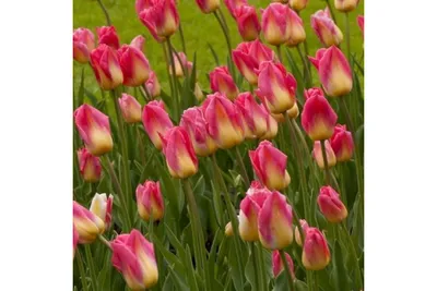 Тюльпан Tom Pоuс (Том Пус) розовый, с жёлтым донцем. | Цветы нск