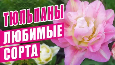 Тюльпаны тёмно сиреневые. Сорт Лэптоп, в Минске на 8 марта