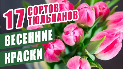 Лилия Том Пус восточная 2 шт/уп купить за 150 р. в садовом центре АСТ  Медовое