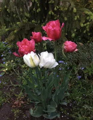 Тюльпан 'Том Пус' — Растения Оптовая FlorAccess