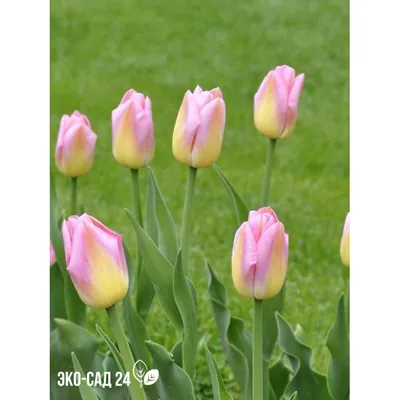 Тюльпан простой поздний Том Пус (8 шт.) | Юлин сад